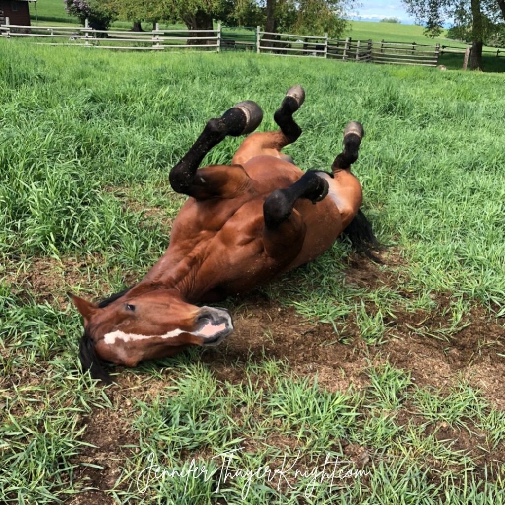 Little John, my horse, laying on his back.