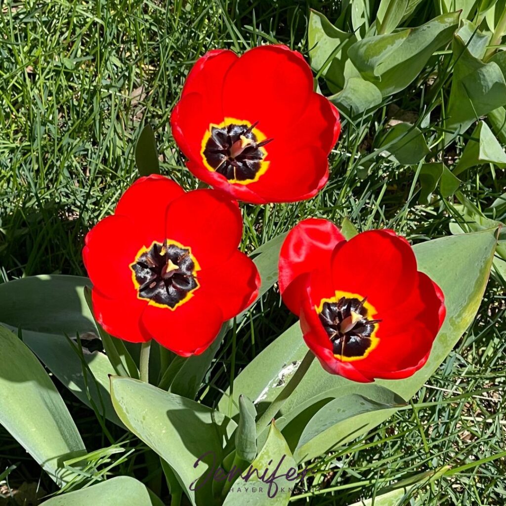 Red Tulips