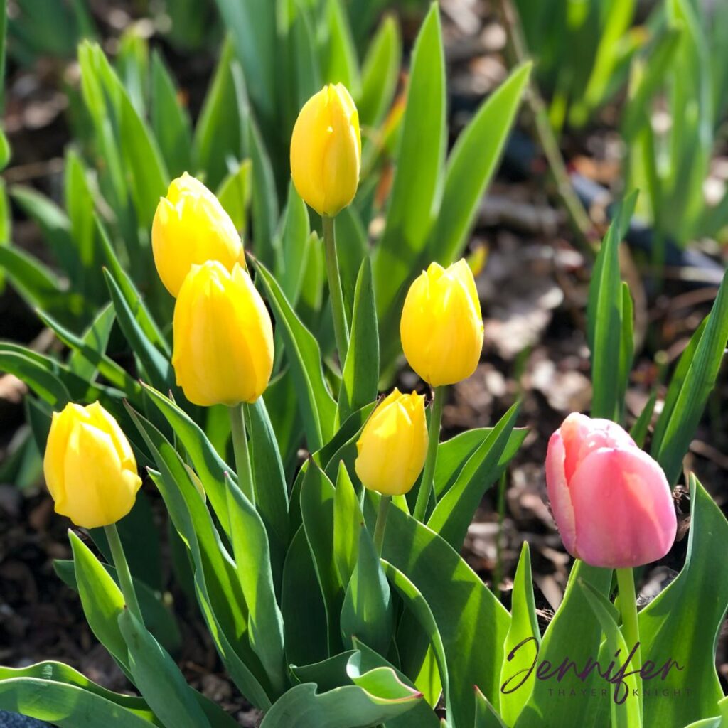 Yellow and pink tulips