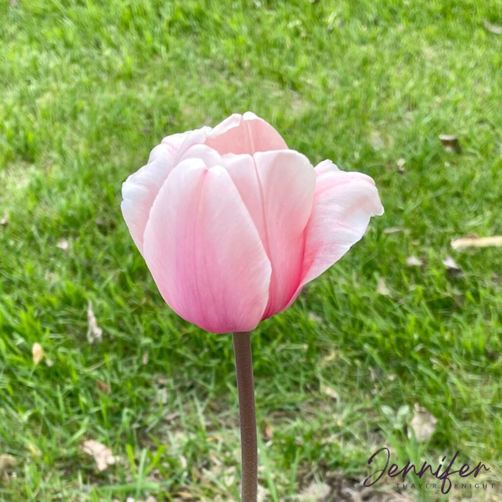 Pink tulip