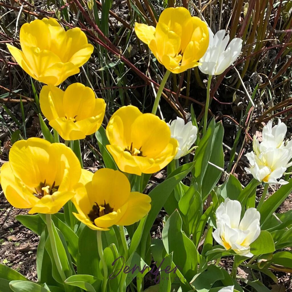 Yellow and white tulips